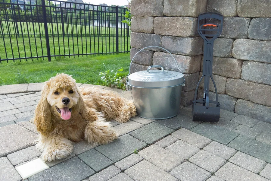 Should You Mow Over Dog Poop on Your Lawn? The Hidden Risks for US Homeowners Over Dog Poop